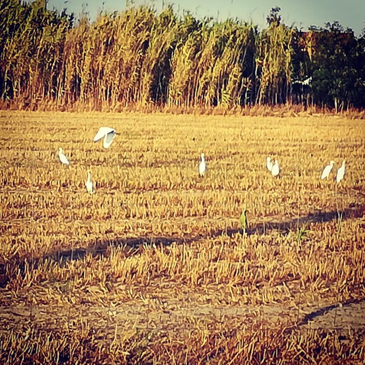 65834153_1403503383122752_4833788896246497280_n.jp 65834153_1403503383122752_4833788896246497280_n.jp