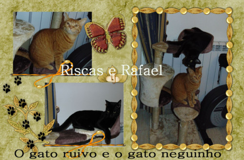 gatoruivo.e.neguinho.jpg