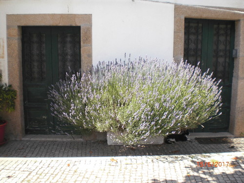 Trás-os- Montes 2017 134.jpg Trás-os- Montes 2017 134.jpg