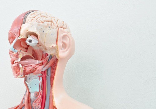 10 Partes do corpo humano...2.jpeg