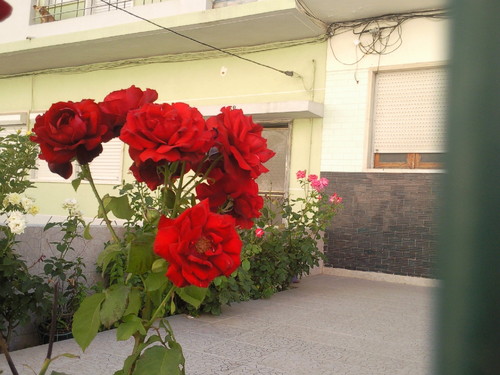 Foto original DAPL Rosas no Feijó 2015.jpg