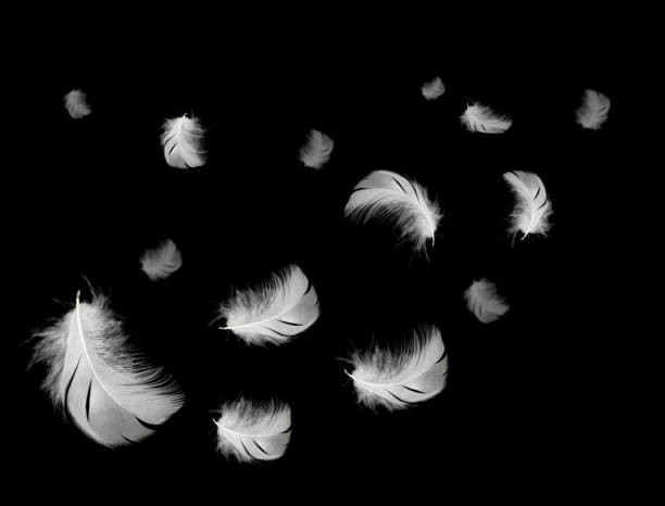 beautiful-white-feathers-floating-in-air-isolated-