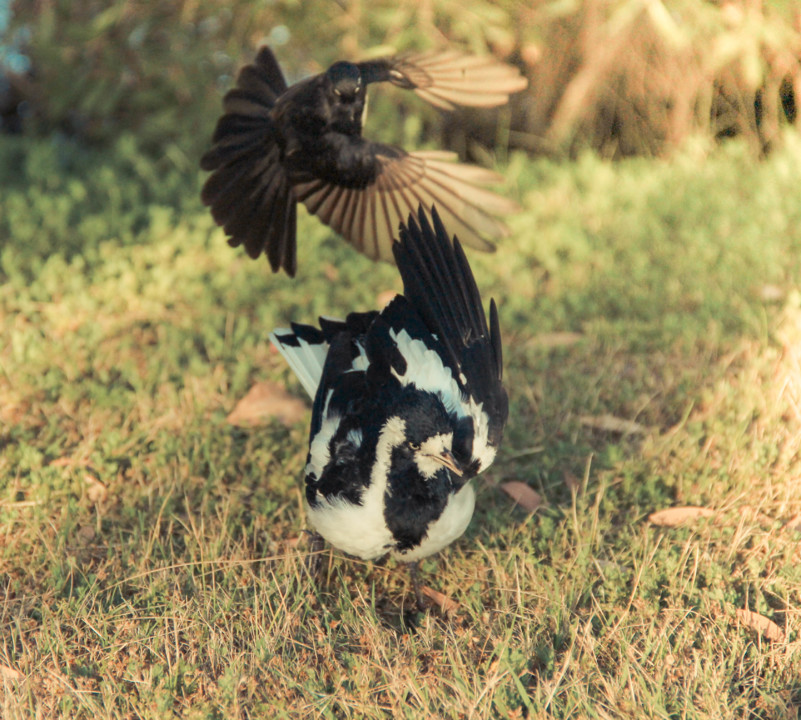 willie wagtail magpie-lark 5.jpg