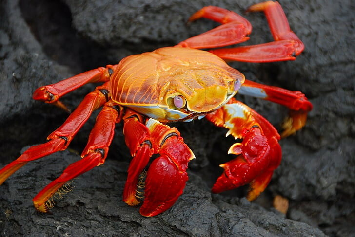 crabs-animals-nature-grapsus-wallpaper-preview.jpg