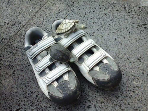 tartarugas1.jpg tartarugas1.jpg