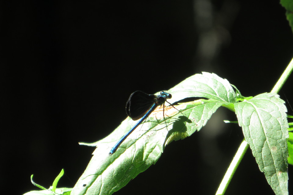 IMG_3179.JPG IMG_3179.JPG