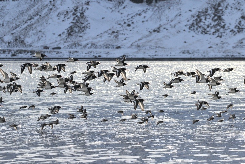 articoaveiro (2).jpg