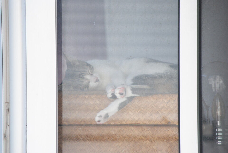 A Vizinha DSC_0279.JPG