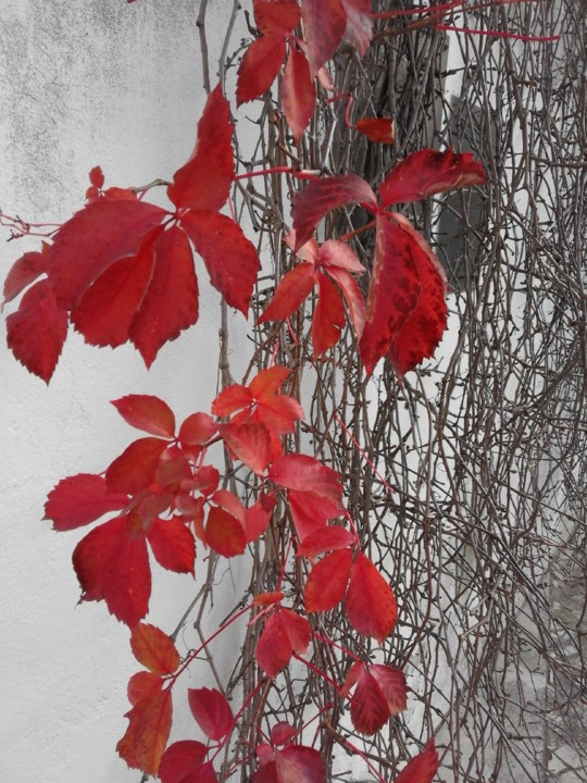 Foto Original. 2017.jpg