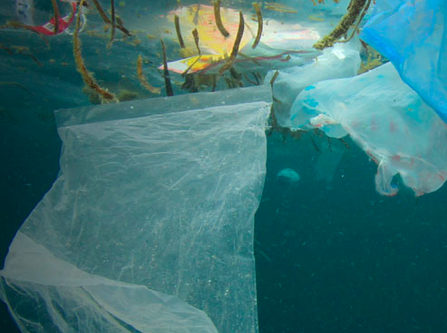 plasticologia.png plasticologia.png