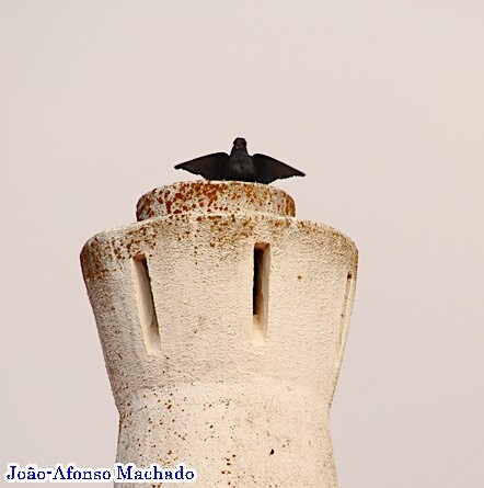 ESTORNINHO PRETO (júnior).JPG