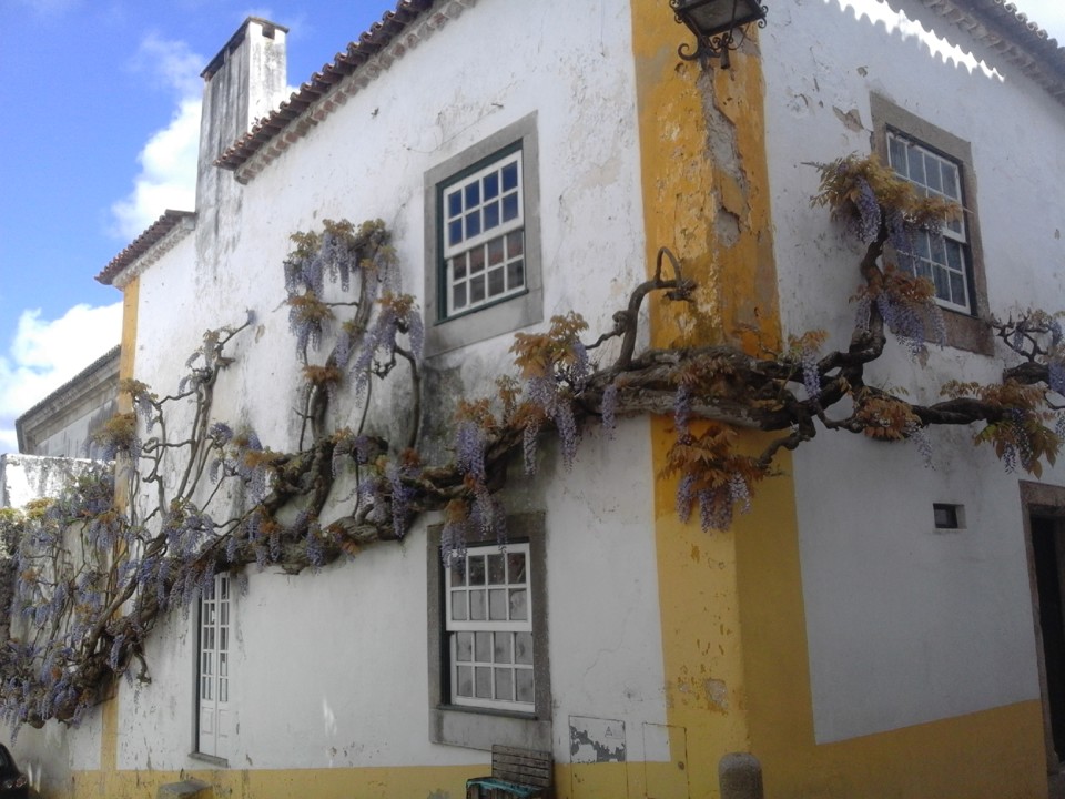 Glicínia. Foto Original. 2019. 04. jpg