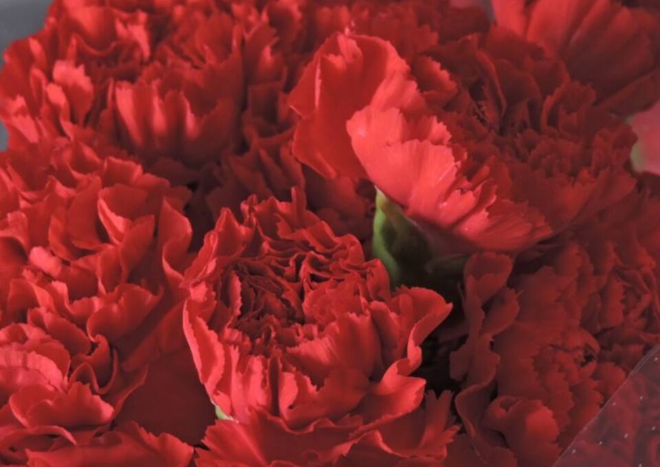 95144338_10218015144756176_6346808387459612672_n.j