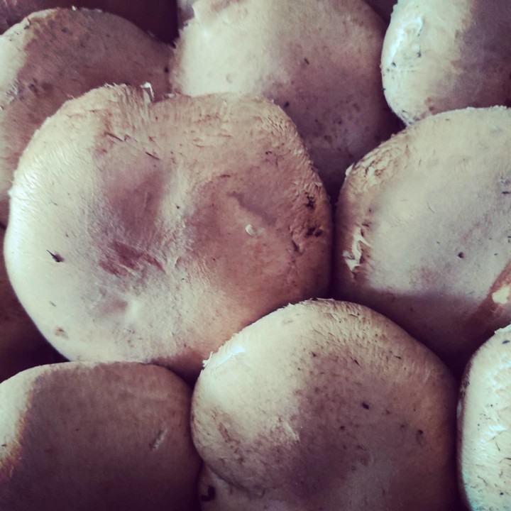 154805916_1960189154120836_1310819740453719208_o.j