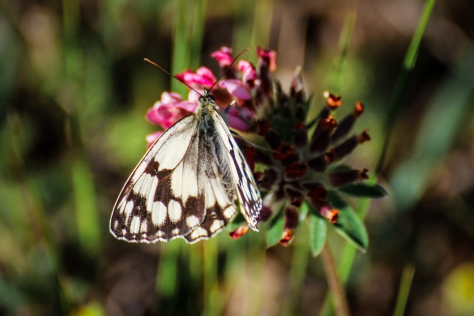 melanargia lachesis 5.jpg melanargia lachesis 5.jpg