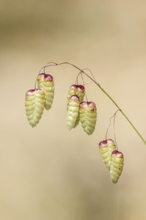 briza maxima 3 a.jpg