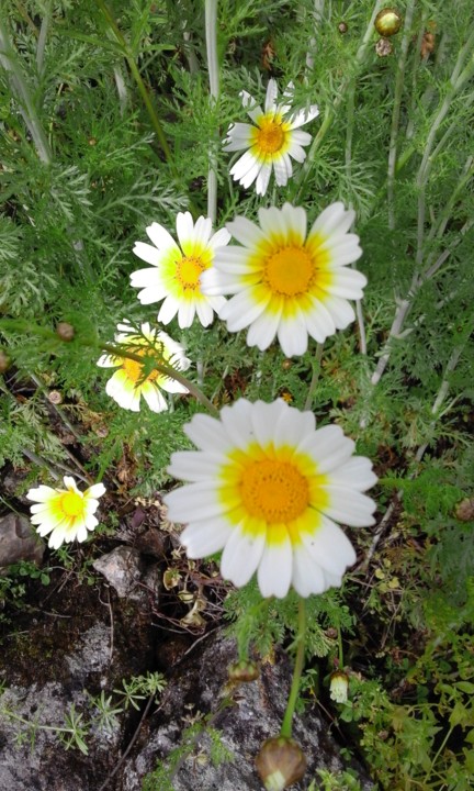 Malmequeres brancos. Foto original. 2020. 04. jpg