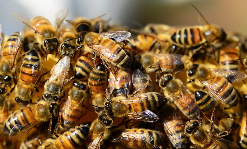 honey-bees.jpg honey-bees.jpg