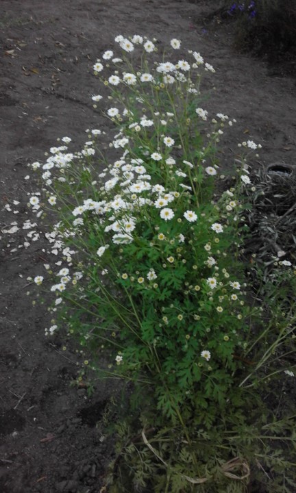 Altemira. Foto Original. 2020. 05. jpg Altemira. Foto Original. 2020. 05. jpg