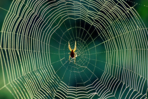 ct-teia-de-aranha-900.jpg ct-teia-de-aranha-900.jpg