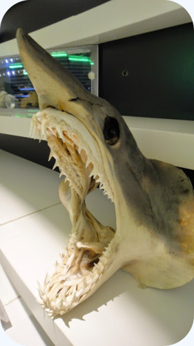 tubarao.jpg tubarao.jpg