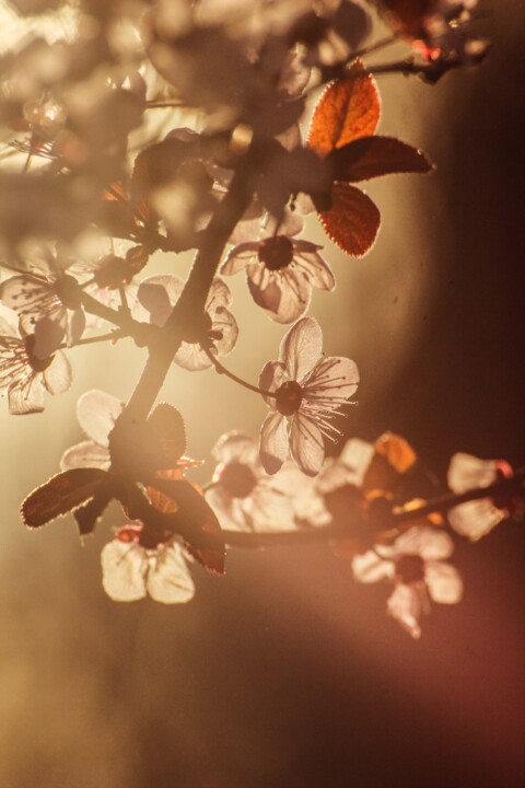 ameixeira-de-jardim 13.jpg