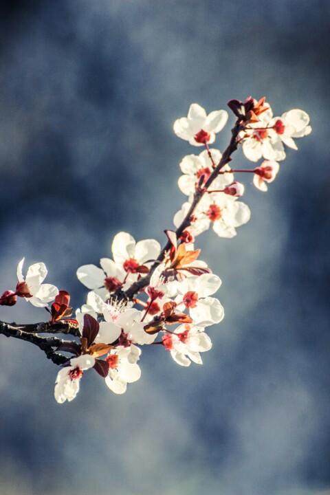 ameixeira-de-jardim 11.jpg