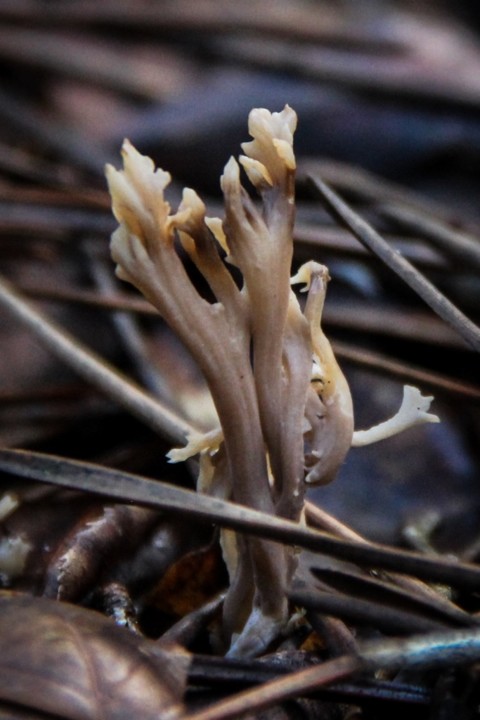 ramaria sp 3.jpg