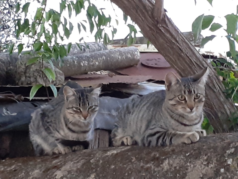 Gatos manos. Foto Original. 2021.10.20.jpg