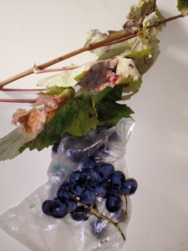 IMG_20181008_104230.jpg IMG_20181008_104230.jpg