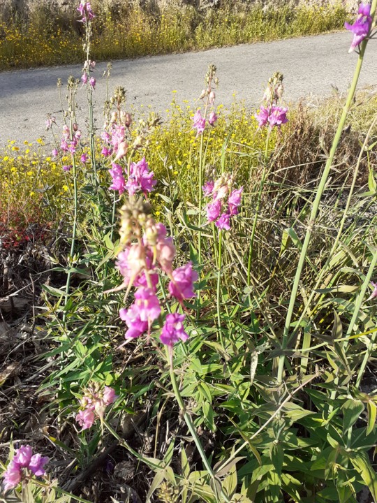 Esporas Bravas. Foto Original. 2021.05.12. jpg