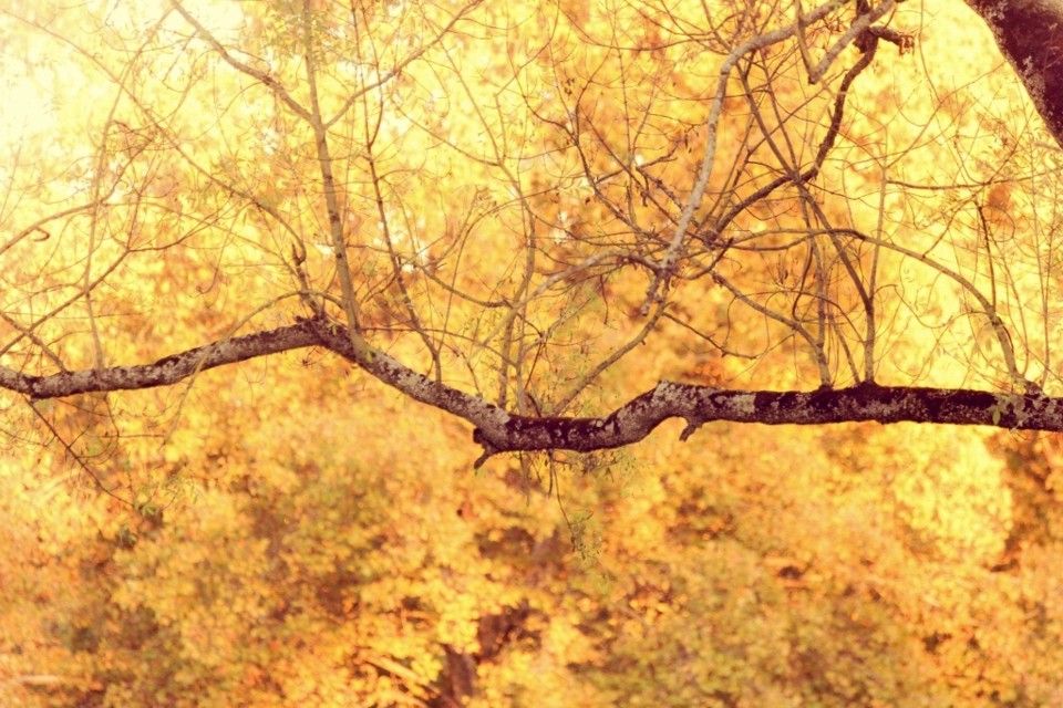 outono_quinta_das_conchas 8.jpg