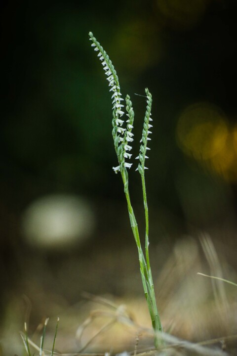 orquidea de outono 15.jpg