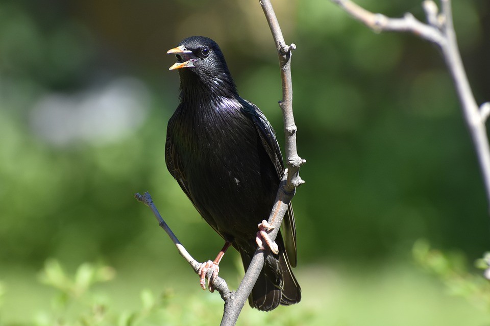 sterling.jpg sterling.jpg