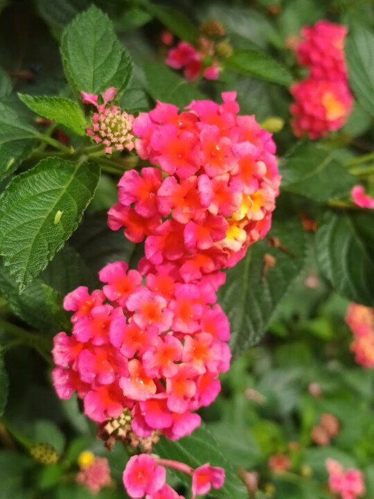 Não me canso disto flores.jpg