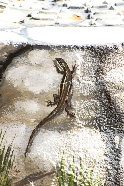 trilho das vinhas-58.jpg