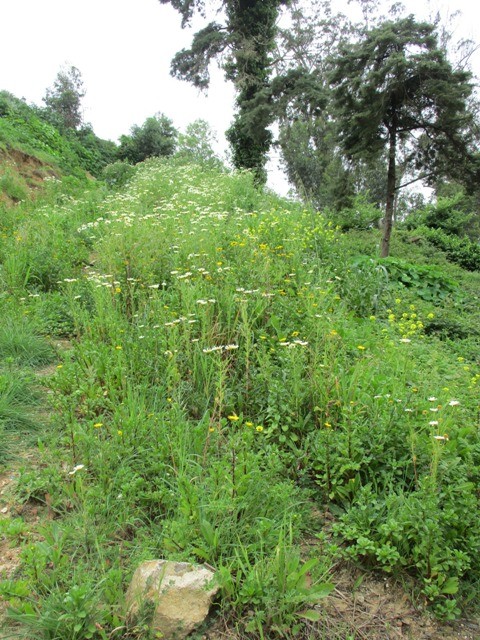 169276492_3776999925748618_6101057558450784507_n.j