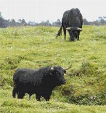 Touros terceirenses,bonitos e bem tratados, pastando felizes no mato, onde passam 90% do seu tempo de vida