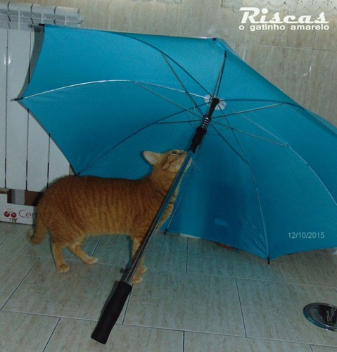 chapeuchuvacat.JPG chapeuchuvacat.JPG