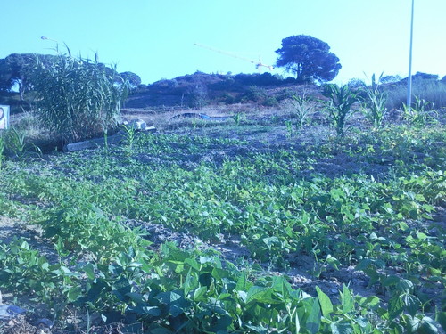 Foto original de D.A.P.L. Junho 2015.jpg