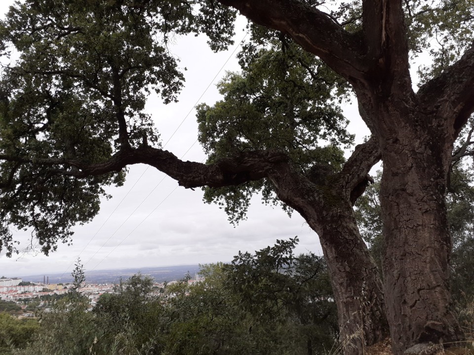 Sobreiro e Cidade. Foto Original. 2021.07.06.jpg