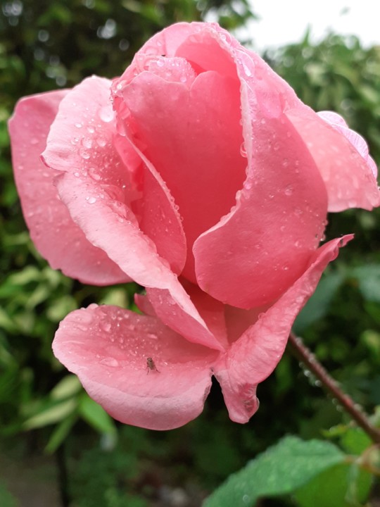 Rosa rosa. Foto original. 2021.10.31.jpg