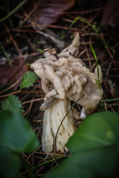helvella crispa 3.jpg