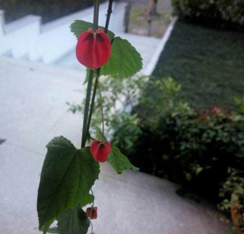 17192185_1253897771362538_7776736859333933488_o.jp