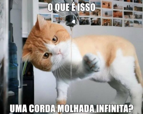 gatinho fofinho.jpg