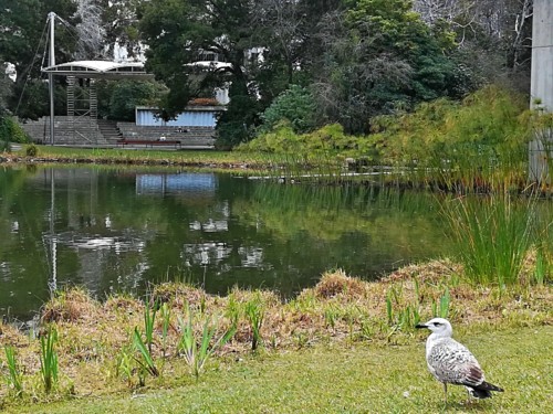 COPYRIGHT O RAPAZ DAS ILHAS COPYRIGHT O RAPAZ DAS ILHAS