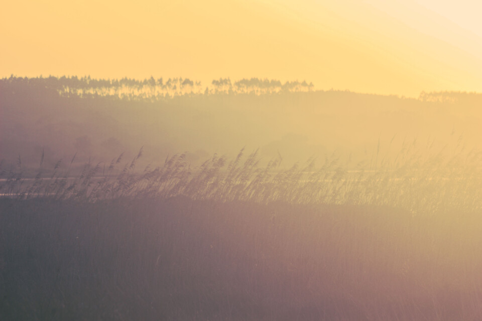 lagoa de obidos 3.jpg