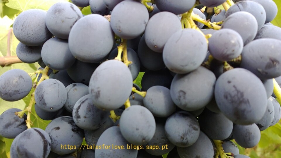 uvas.jpg
