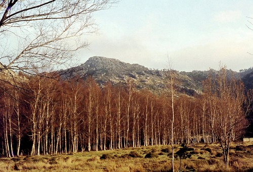 25 a2 - vidoeiros lamas.jpg