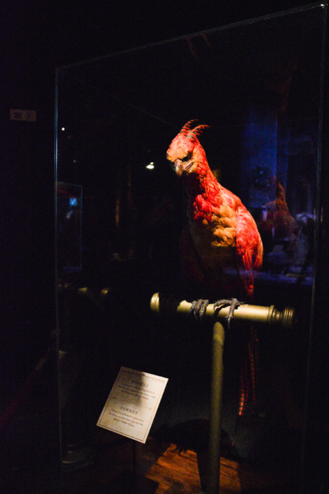 ExpHarryPotter_Mar2020-74.jpg ExpHarryPotter_Mar2020-74.jpg